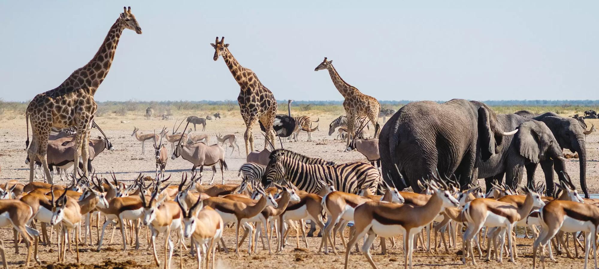 Discover Namibia - Travel Ideas for Your Time in Namibia