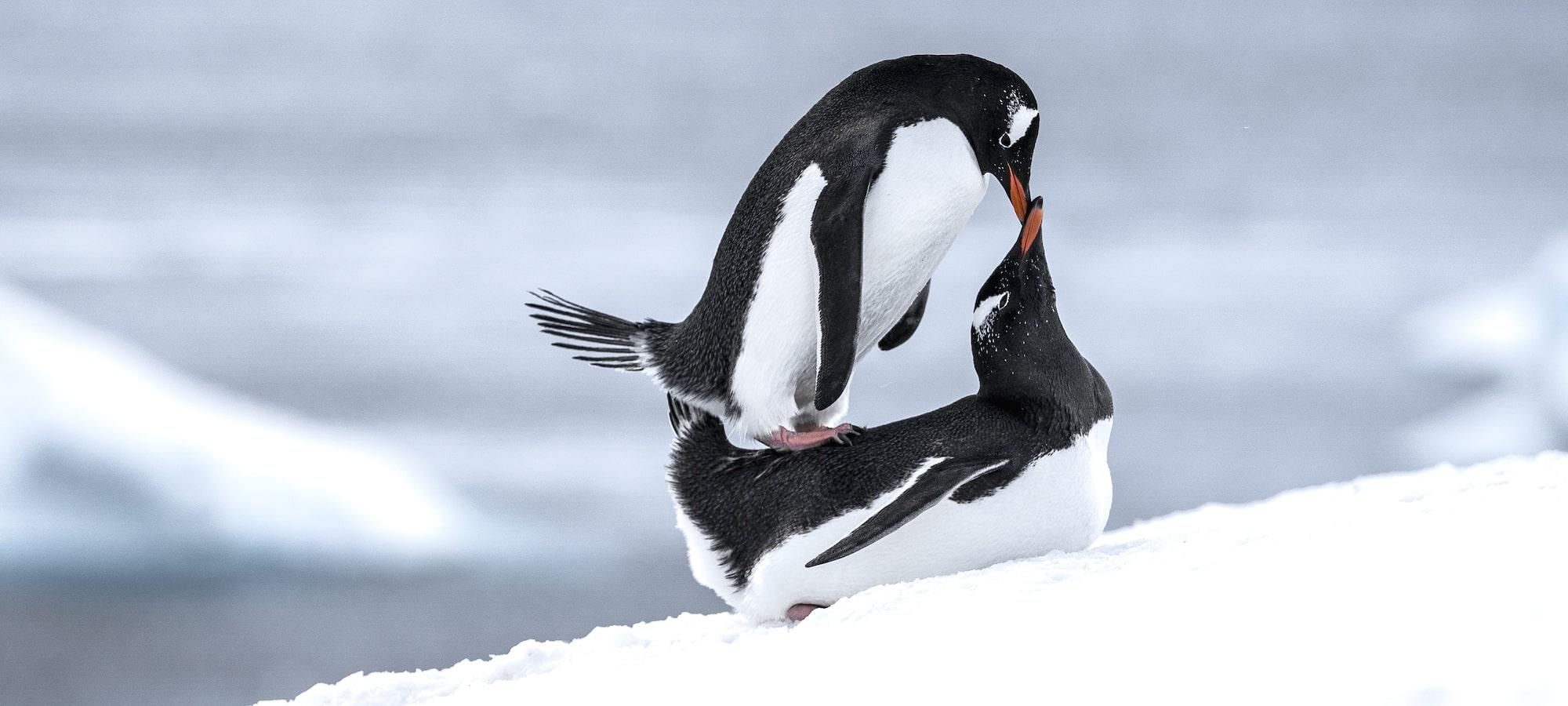 The Last Desert (Antarctica) – A Unique Race in a Unique Place