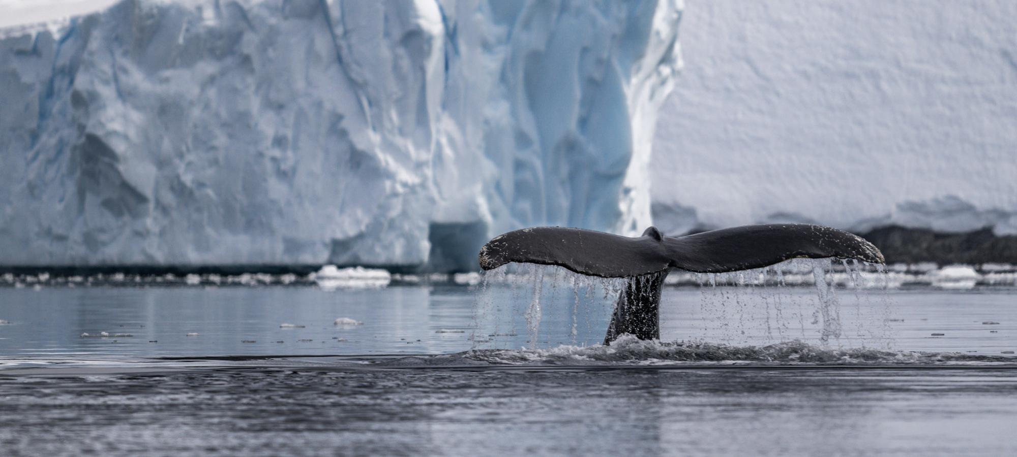 Whaling in Antarctica