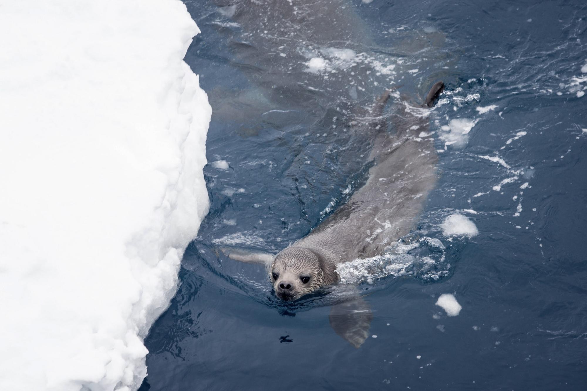 Teeming with Wildlife