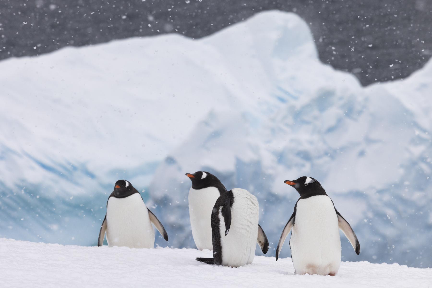 Antarctica is Changing Rapidly Since The Last Desert 2006