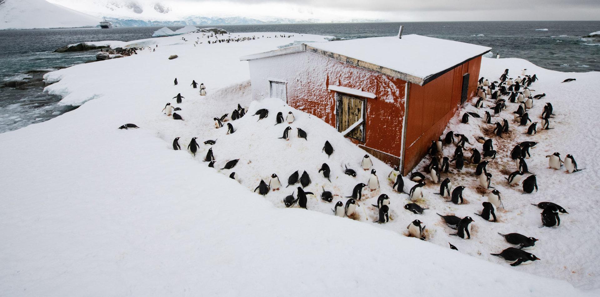 
THE LAST DESERT (ANTARCTICA) ANTARCTICA'S ONLY MULTI-STAGE FOOTRACE
ANTARCTICA ULTRAMARATHON
13 November 2026
