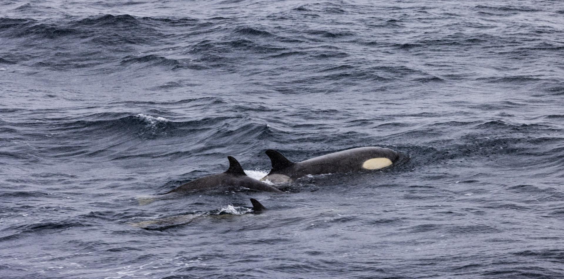 
THE LAST DESERT (ANTARCTICA) ANTARCTICA'S ONLY MULTI-STAGE FOOTRACE
ANTARCTICA ULTRAMARATHON
13 November 2026
