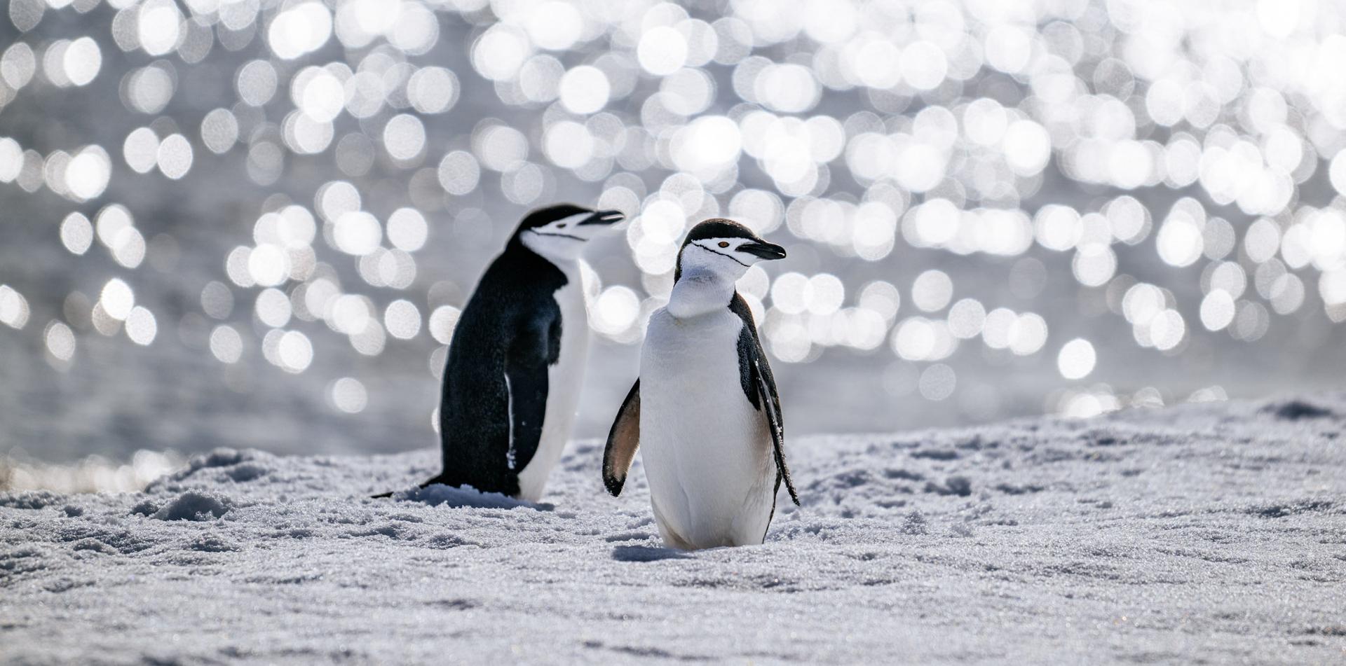 
ANTARCTICA ULTRAMARATHON
13 November 2026
