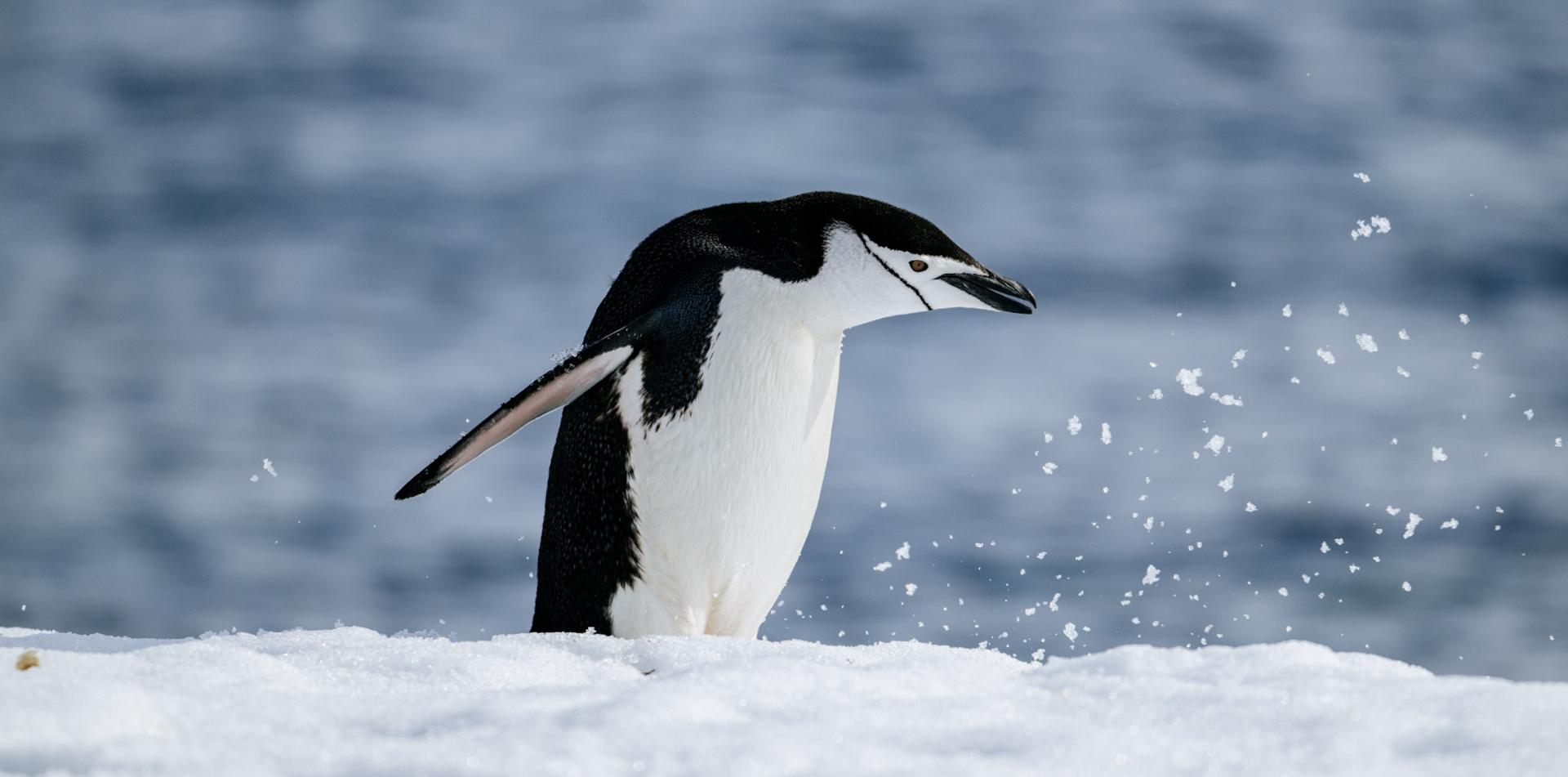 
THE LAST DESERT (ANTARCTICA) ANTARCTICA'S ONLY MULTI-STAGE FOOTRACE
ANTARCTICA ULTRAMARATHON
13 November 2026
