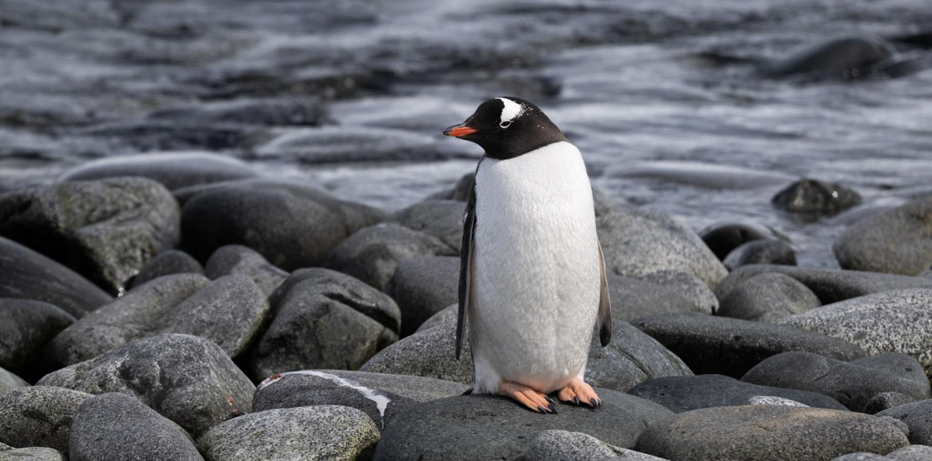 
THE LAST DESERT (ANTARCTICA) ANTARCTICA'S ONLY MULTI-STAGE FOOTRACE
ANTARCTICA ULTRAMARATHON
13 November 2026
