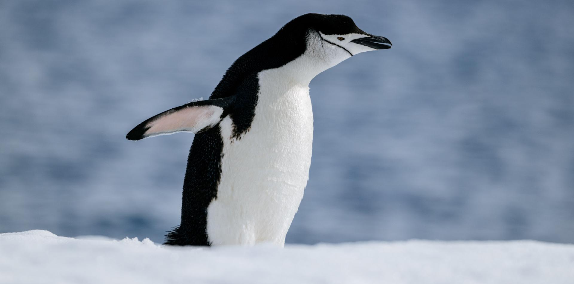 
THE LAST DESERT (ANTARCTICA) ANTARCTICA'S ONLY MULTI-STAGE FOOTRACE
ANTARCTICA ULTRAMARATHON
13 November 2026

