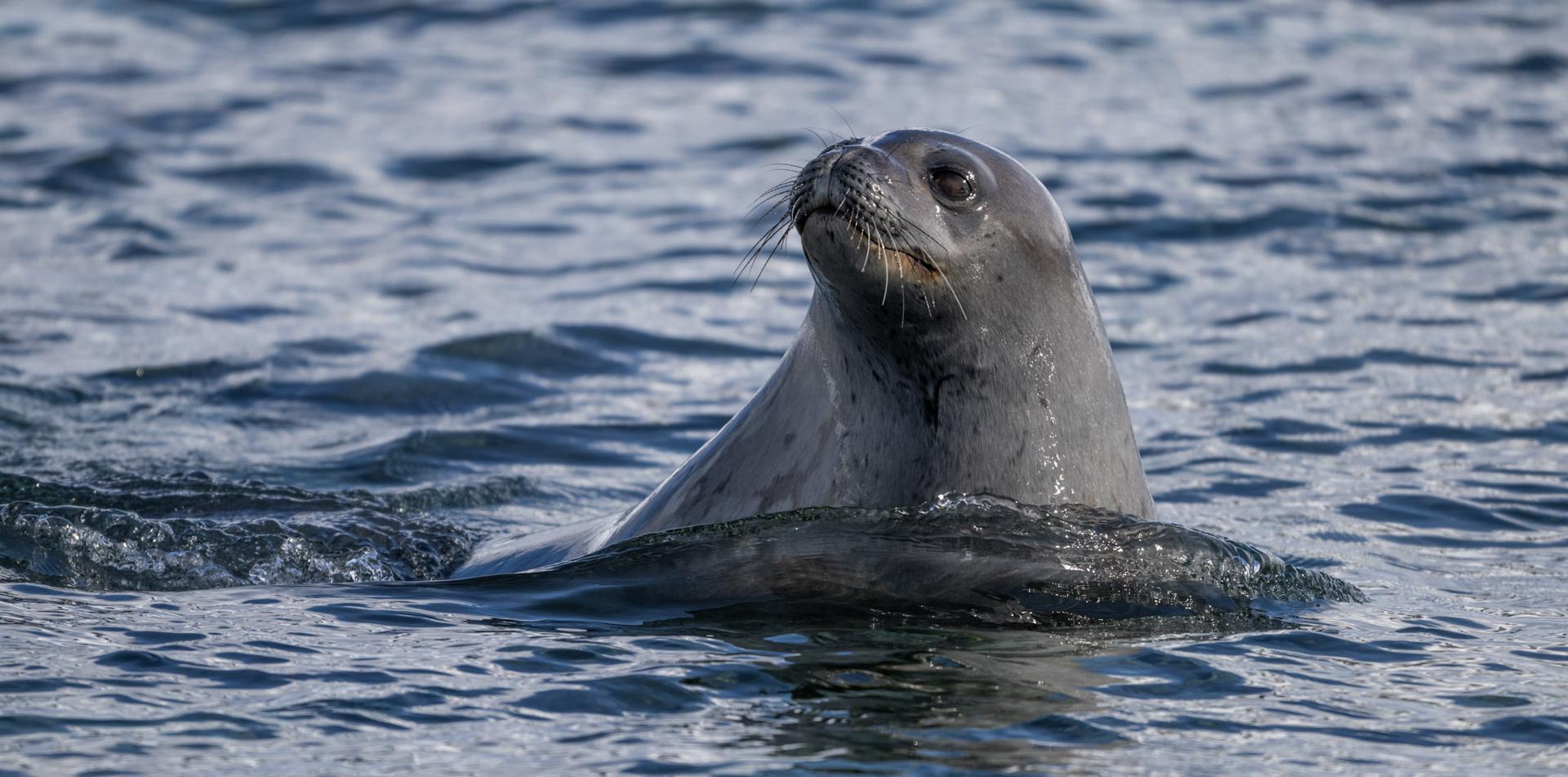 
THE LAST DESERT (ANTARCTICA) ANTARCTICA'S ONLY MULTI-STAGE FOOTRACE
ANTARCTICA ULTRAMARATHON
13 November 2026
