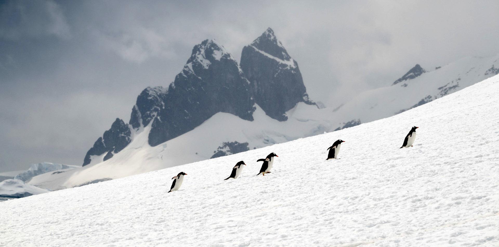 
THE LAST DESERT (ANTARCTICA) ANTARCTICA'S ONLY MULTI-STAGE FOOTRACE
ANTARCTICA ULTRAMARATHON
ULTRALITE (ANTARCTICA)
13 November 2026

