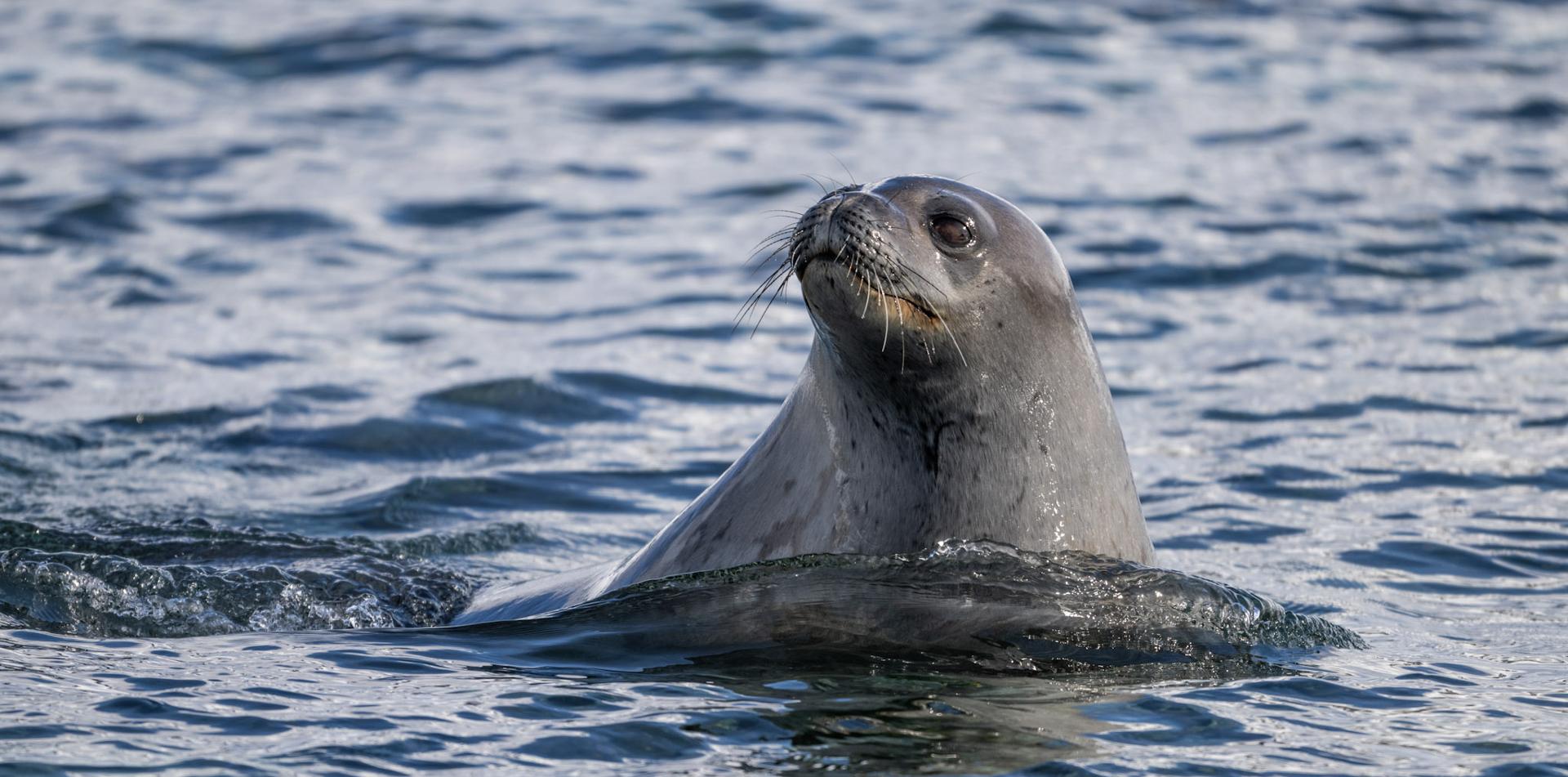 
THE LAST DESERT (ANTARCTICA) ANTARCTICA'S ONLY MULTI-STAGE FOOTRACE
13 November 2026
