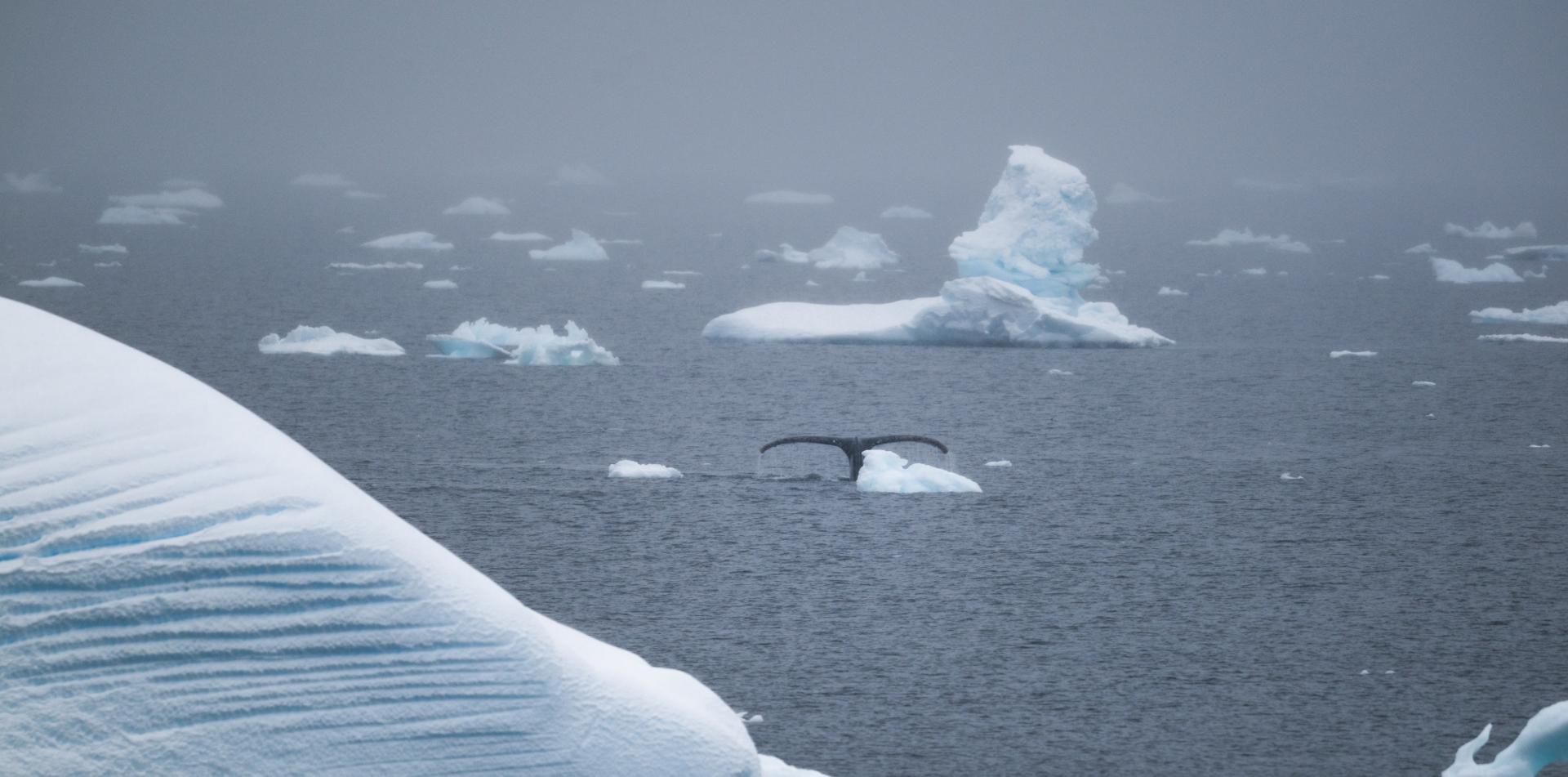 
ANTARCTICA ULTRAMARATHON
13 November 2026
