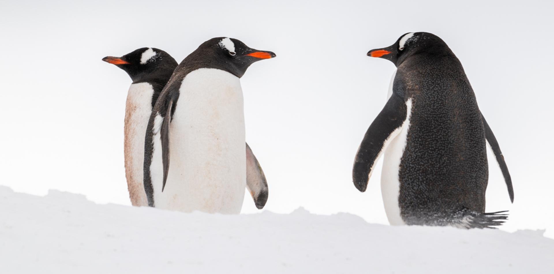 
THE LAST DESERT (ANTARCTICA) ANTARCTICA'S ONLY MULTI-STAGE FOOTRACE
13 November 2026
