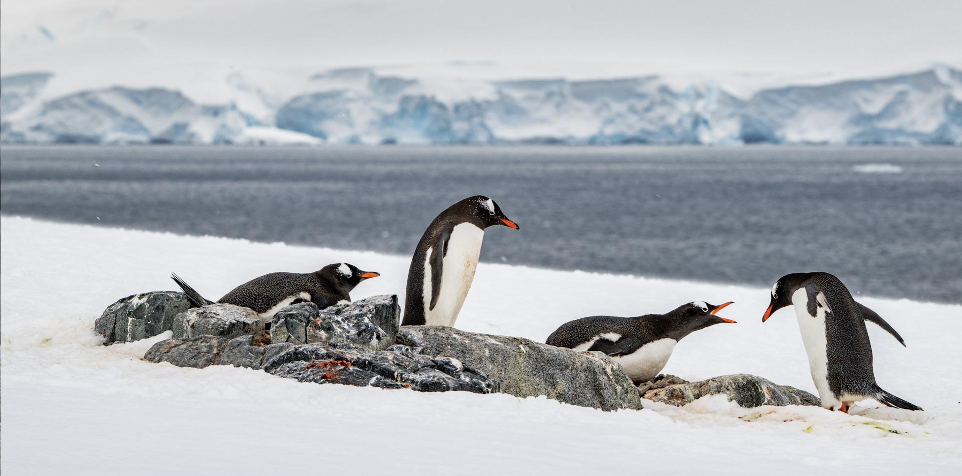 
THE LAST DESERT (ANTARCTICA) ANTARCTICA'S ONLY MULTI-STAGE FOOTRACE
13 November 2026
