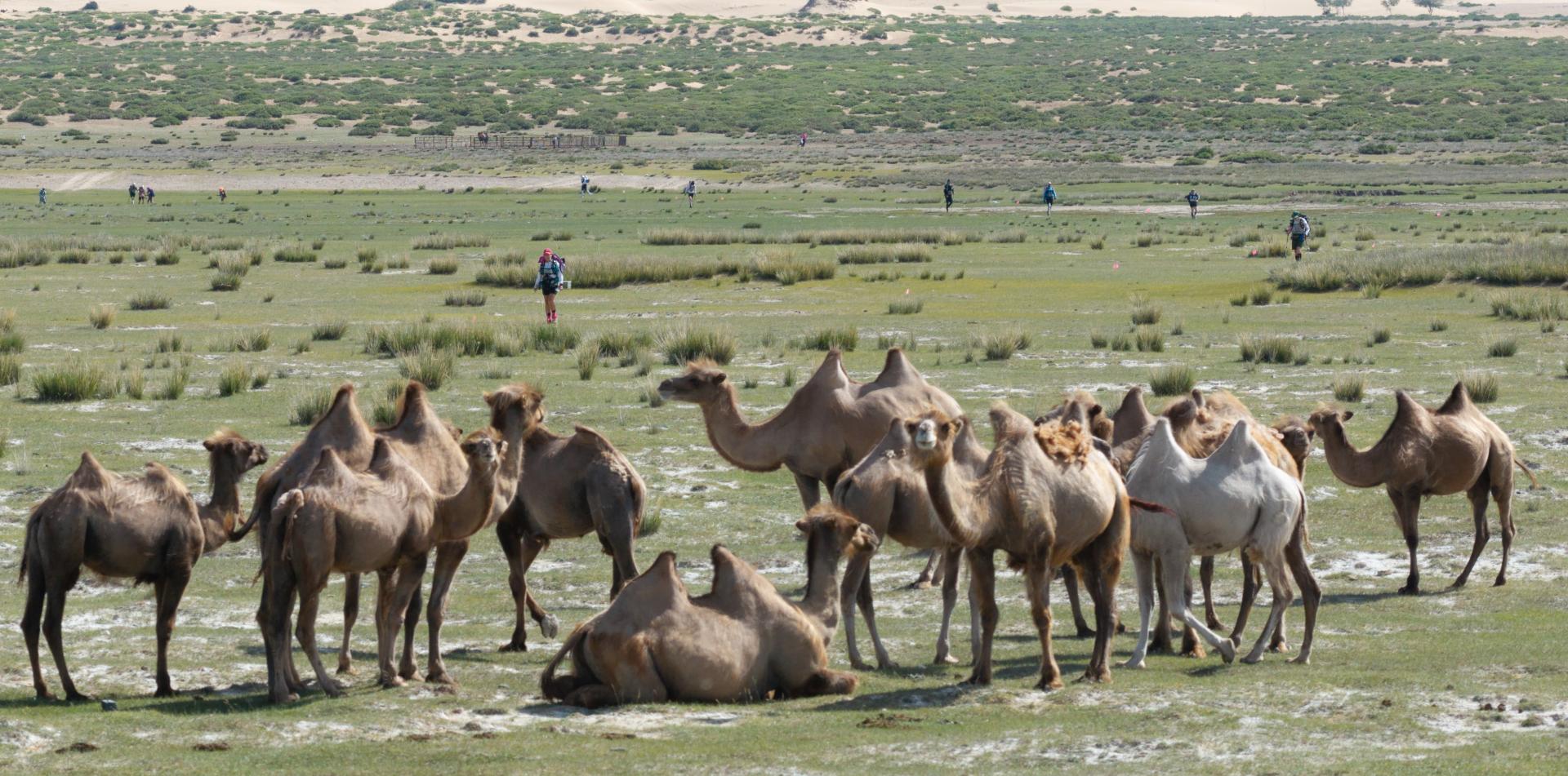 
GOBI MARCH (MONGOLIA)  250 KM / 155-MILE, 6-STAGE ULTRAMARATHON
ULTRALITE (MONGOLIA)
20-26 June 2027
